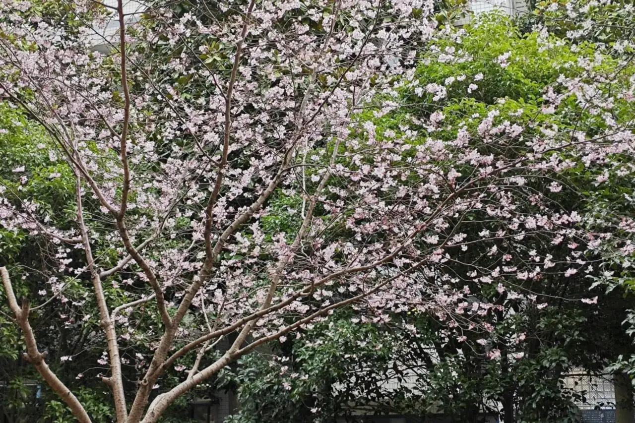 Pink blossoms on trees in Nanjing
